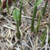 みょうがプランター栽培4月27日
