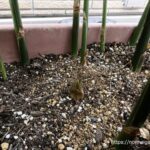 みょうがのプランタ栽培2026-3