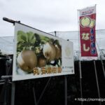 丸安果汁園の梨2026年4